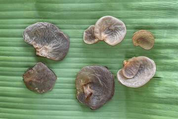 Ear fungus (Auricularia auricula) is a traditional herbal medicine ingredient. Ear fungus or wood fungus can be eaten.