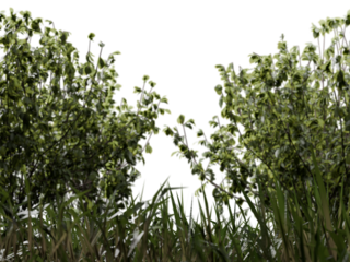 Isolated vibrant green vegetation dense foreground grass and mid-ground bushes with pale green flower clusters, all against a dark, empty background