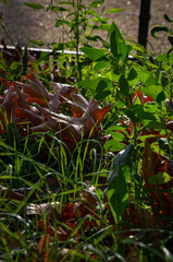 Close-up of dry autumn leaves and green grass illuminated by sunlight in a Parisian park.