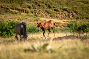 Fototapeta premium Wild Mountain Horse on a Hillside