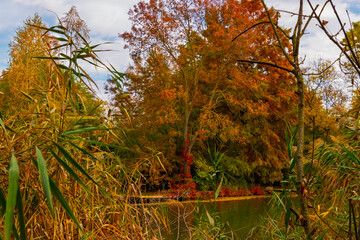 Backwater of Koros river