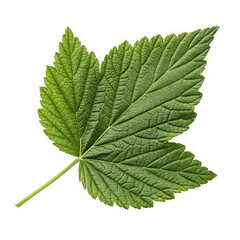 Close up of a vibrant green raspberry leaf with intricate veins on a black background