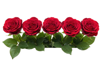 Five red roses transparent background cutout png