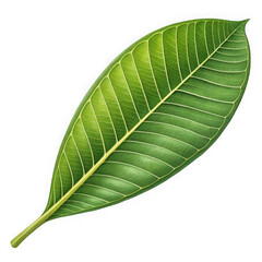 Detailed close up of a vibrant green leaf with visible veins on black background