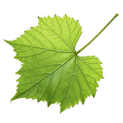Close up of a vibrant green grape leaf with detailed texture against a black background