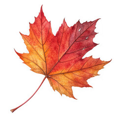 Vibrant red and orange maple leaf in autumn on black background