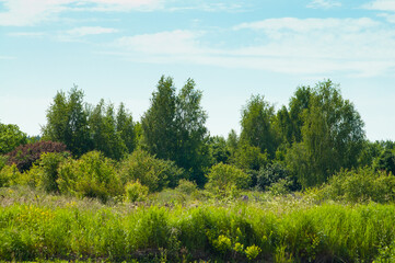 summer landscape, photo green meadow, trees and blue sky