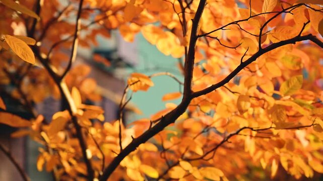 Golden autumn leaves gently swaying in the wind on a sunny day. Peaceful seasonal scene symbolizing nature, tranquility, and the beauty of fall. Perfect for background, relaxation, or nature themes.