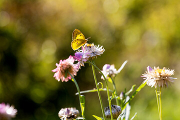 Butterflies fluttering among the flowers