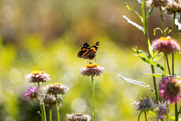 Butterflies fluttering among the flowers