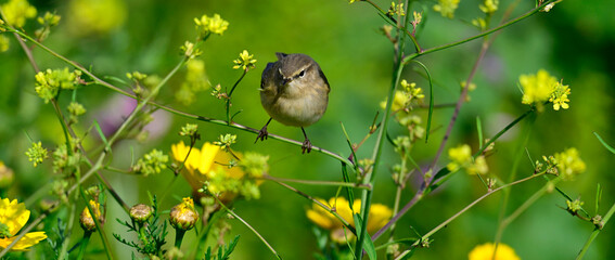 Zilpzalp // Common chiffchaff (Phylloscopus collybita) 