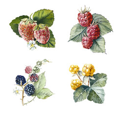 Berries Set. Cliparts Collection. Watercolor hand drawn illustration.