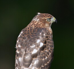 Majestic hawk with beautiful feathers 