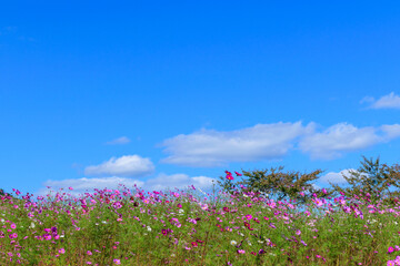 さわやかな秋のお花畑
