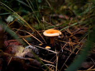 Small, brightly capped mushroom growing in the deep shadow of a dark autumn forest floor, surrounded by dry grass and fallen pine needles in the undergrowth.