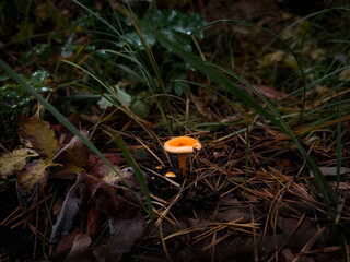 Small, brightly capped mushroom growing in the deep shadow of a dark autumn forest floor, surrounded by dry grass and fallen pine needles in the undergrowth.