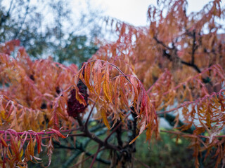 Vibrant rusty red and orange leaves of a Rhus typhina tree captured in autumn, showcasing the beautiful, textural foliage against a muted sky. 