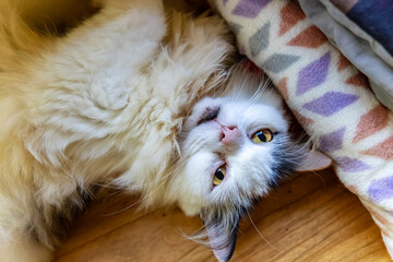 Fluffy Cat Relaxing Indoors on Wooden Floor with Cozy Blanket