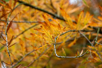yellow autumn leaves