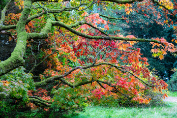 moss covered acer in autumn