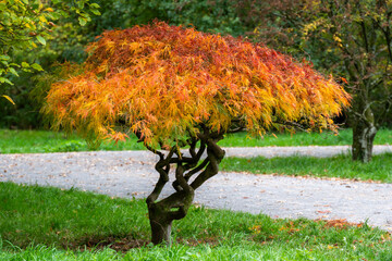 dwarf acer in autumn