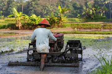 Farmer Working in Rice Field Using Hand Tractor, Traditional Agriculture in Southeast Asia