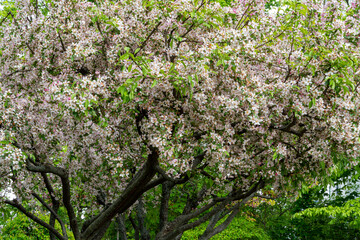 Pink Flowering Tree Blossoms in Spring Garden Nature Background