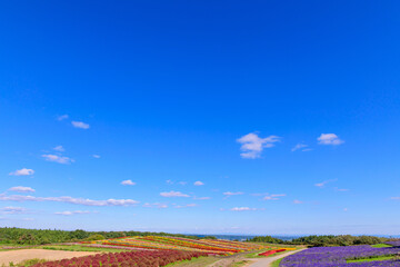 さわやかな秋のお花畑
