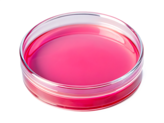A Single Petri Dish Filled With Pink Agar, Ready for Scientific Exploration isolated on white background ,PNG. AI Generated 
