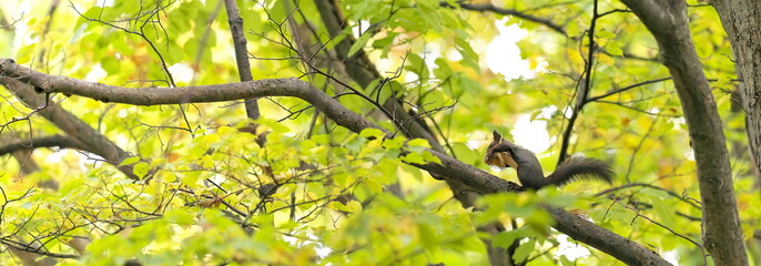 エゾリスと秋の林