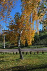 Close-up view of yellow birch leaves illuminated by warm autumn sunlight. The golden foliage shimmers gently in the breeze, capturing the essence of fall and the natural beauty of seasonal change