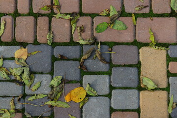 A scenic path made of colorful tiles partially covered with green moss and bright yellow autumn leaves. The composition captures the beauty of fall textures, natural contrast, and the charm of a quiet