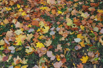 Vibrant autumn landscape with trees covered in yellow and red leaves. The warm sunlight enhances the brilliant colors of the fall foliage, creating a picturesque and peaceful seasonal atmosphere.