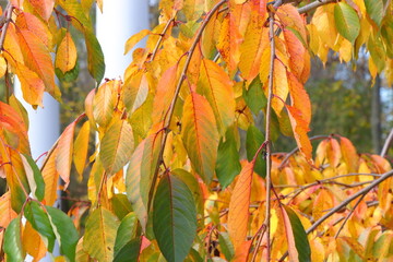Vibrant autumn landscape with trees covered in yellow and red leaves. The warm sunlight enhances the brilliant colors of the fall foliage, creating a picturesque and peaceful seasonal atmosphere.