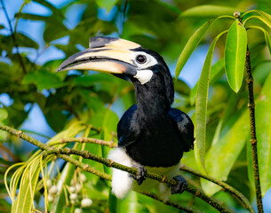 Dzioborożec malajski © Jacek
