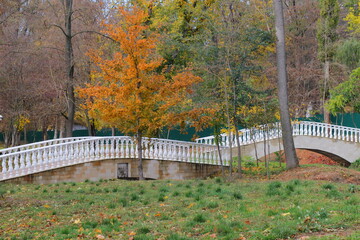 Beautiful autumn park filled with golden-yellow trees, cozy benches, and winding walking paths. Fallen leaves cover the ground, creating a peaceful and romantic atmosphere perfect for relaxation