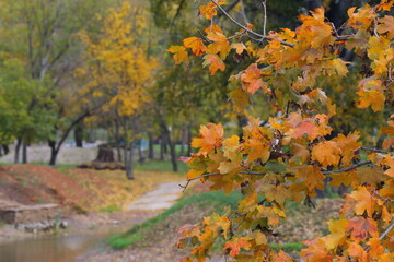 Beautiful autumn park filled with golden-yellow trees, cozy benches, and winding walking paths. Fallen leaves cover the ground, creating a peaceful and romantic atmosphere perfect for relaxation