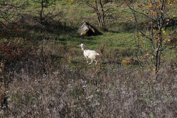 A goat grazes on fresh green grass in a beautiful autumn landscape. The scene is surrounded by yellow, orange, and red trees, capturing the harmony between wildlife and nature during the colorful fall
