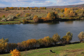 Peaceful autumn landscape with a calm river, colorful trees, and a grazing cow on a green hillside under a cloudy sky