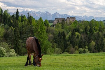 Koń z białym sercem na czole © Jacek