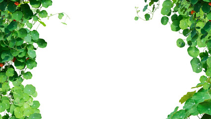 green leaves frame isolated