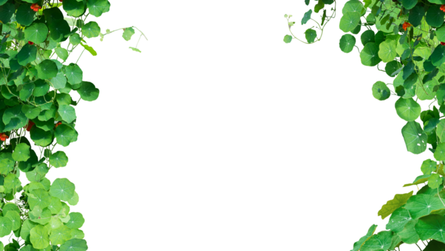 green leaves frame isolated