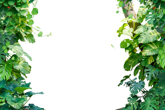green leaves frame isolated