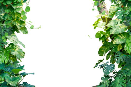 green leaves frame isolated