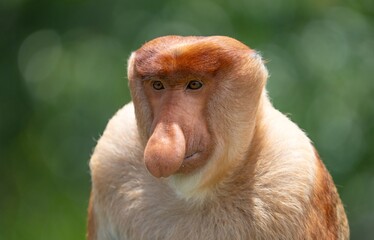 Nosacz sundajski - Nasalis larvatus - Borneo