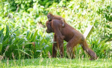 Matka z dzieckiem - orangutany © Jacek