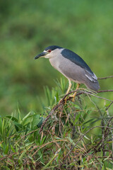Black crowned Night Heron, Nycticorax nycticorax, Bañado La Estrella, Formosa Province, Argentina