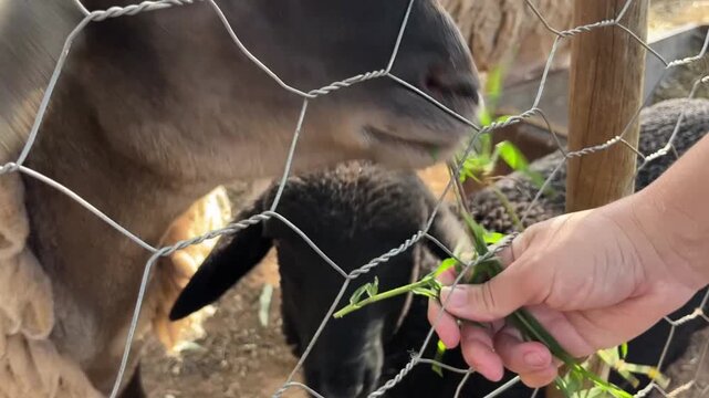 A closeup of a sheep being handfed grass through a wire fence, showcasing its dark head and woolly body in a farm setting with natural light