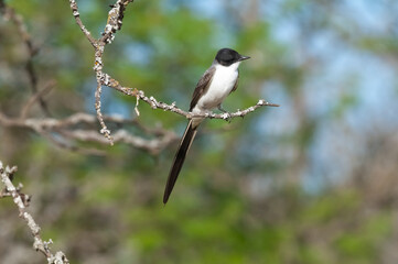 Fork tailed Flycatcher perched in forest, La Pampa Province, Patagonia, Argentina.