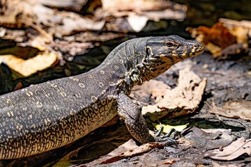 Waran paskowany lub leśny z Borneo